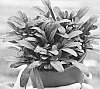 Ajuga%20tenorii%20%27Nobnig%27