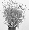 Coreopsis%20grandiflora%20%27MVNC1906%27
