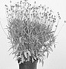 Coreopsis%20grandiflora%20%27MVNC1906%27