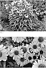 Echinacea%20hybrid%20%27The%20Fuchsia%20Is%20Bright%27