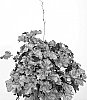 Heuchera%20hybrid%20%27Toncka%20380%27