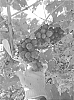 Vitis%20vinifera%20%27SV34-136-114%27