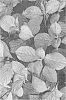 Weigela%20florida%20%27VERWEIG9%27