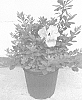 Rhododendron%20hybrid%20%27Lazamorwhi%27