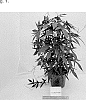 Ipomoea%20batatas%20%28L.%29%20Lam.%20%27NCORNSCP-029SCBC%27
