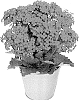 Kalanchoe%20blossfeldiana%20%27KLEKB20040%27