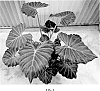 Alocasia%20hybrid%20%27AS12-1%27