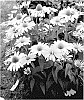 Echinacea%20hybrid%20%27One%20in%20a%20Melon%27