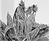 Pulmonaria%20spp.%20%27TNPULRASFRO%27