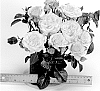 Rosa%20hybrida%20%27WEKpiflaspas%27