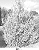 Cupressus%20species%20%27RutCup1%27