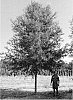 Quercus%20phellos%20%27QPMTF2%27