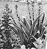 Eucomis%20%27Purple%20Reign%27