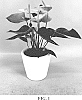 Anthurium%20andraeanum%20L.%20%27AN2112420%27