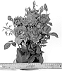 Rosa%20hybrida%20%27WEKswipufste%27