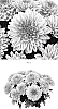 Chrysanthemum%20x%20morifolium%20%27CIDZ0115%27