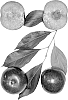 Interspecific%20Prunus%20species%20%27FLAVOR%20FIESTA%27