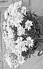 Leucanthemum%20x%20superbum%20%27Sunrimaiapy%27
