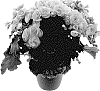 Begonia%20x%20hiemalis%20%27KRHAISU01%27