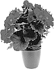 Begonia%20x%20hiemalis%20%27KRBEVRE01%27