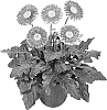 Gerbera%20hybrida%20%27HILFHOTSPR%27