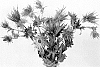 Eryngium%20alpinum%20%27LEGMAVI%27