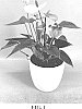 Anthurium%20andraeanum%20L.%20%27AN2884386%27