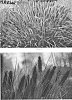 Pennisetum%20alopecuroides%20%27Water%20to%20Wine%27