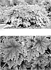 X%20Heucherella%20%28Heuchera%20x%20Tiarella%29%20%27Copper%20King%27