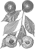 Interspecific%20Prunus%20species%20%27Lavish%20Lacey%27