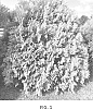 Thuja%20occidentalis%20%27RutThu3%27