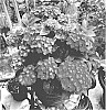 Hydrangea%20macrophylla%20%27Hokomarouge%27