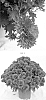 Chrysanthemum%20x%20morifolium%20%27CIFZ0090%27