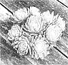 Sempervivum%20arachnoideum%20%27Belsemyel2%27