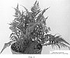 Athyrium%20spp.%20%27JA1966%27