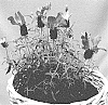 Lavandula%20stoechas%20pedunculata%20%27IB61026%27