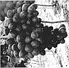 Vitis%20vinifera%20%27Itumtwelve%27