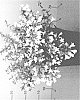 Abelia%20x%20grandiflora%20%27Minabcris01%27