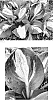 Hosta%20hybrid%20%28Tratt.%29%20%27Mouseketeer%27