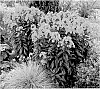 Phlox%20paniculata%20%27Sunset%20Coral%27