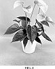 Anthurium%20andraeanum%20L.%20%27AN2863066%27