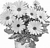 OSTEOSPERMUM%20PLANT%20NAMED%20%27DOOSTMARWHI%2022%27