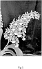 Oncidium%2021%C3%8B%C2%A2%C3%A1%C2%B5%E2%80%94%20Scentury%20%27Hula%20Girl%27