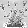 Lavandula%20stoechas%20pedunculata%20%27IB61024%27