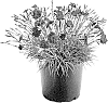 Dianthus%20allwoodii%20hort.%20%27WP22%20PIE68%27