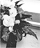 Begonia%20hybrida%20%27Dobegiclalu%27