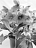Helleborus%20niger%20X%20Helleborus%20x%20sternii%20%27ET%20EPB%20SM%2014%27