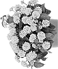 Lantana%20camara%20%27Dolanhagol%2023%27