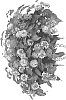 Lantana%20camara%20%27Dolanhearora%27
