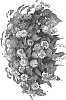 Lantana%20camara%20%27Dolanhearora%27